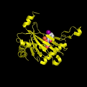 Can you recognize these proteins?