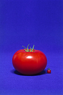small and large tomatoes